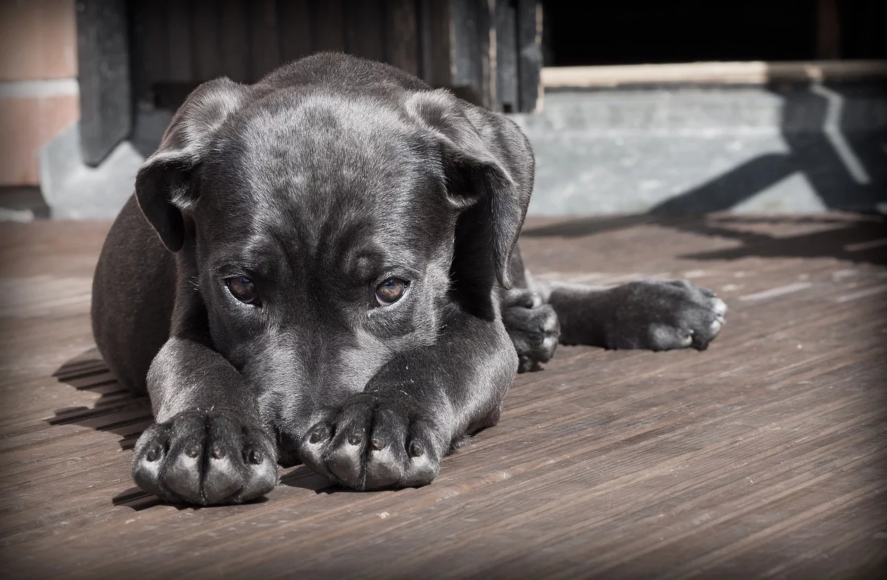 Free Adoption Day at Women’s Animal Center