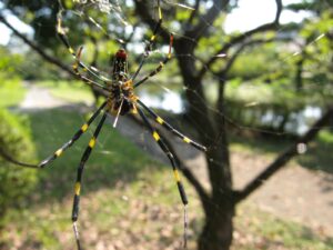 Ahhhh! Spiders! Joro Spiders And It's Not That Serious